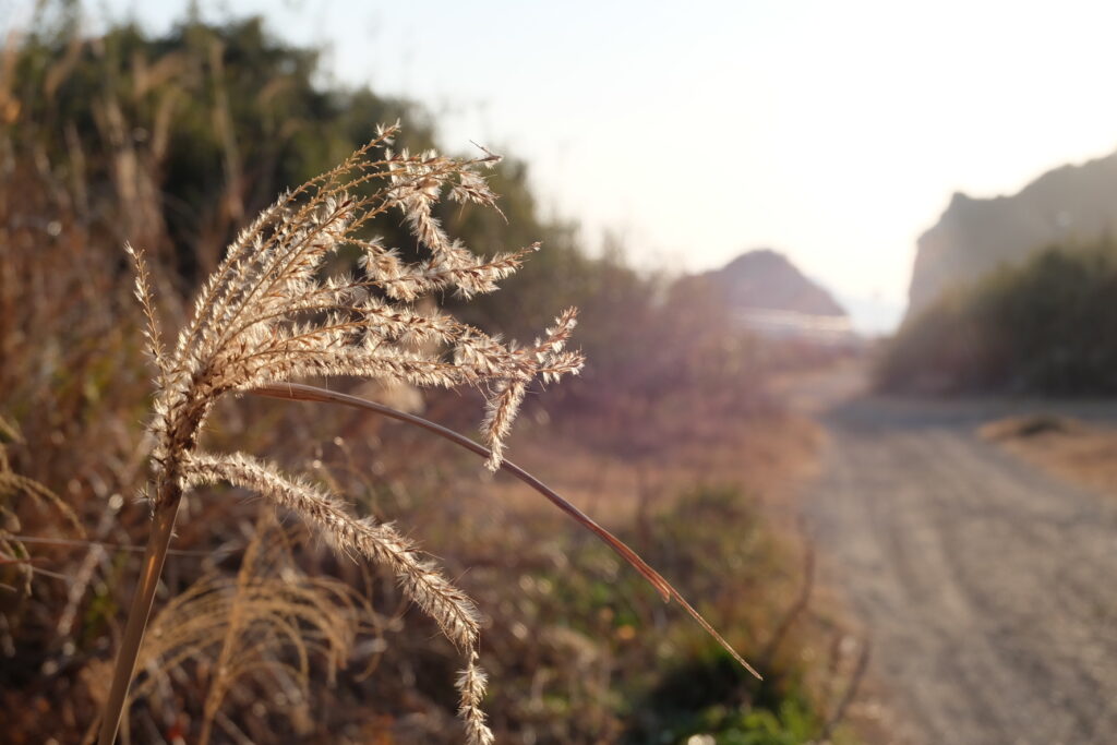 現在の画像に代替テキストがありません。ファイル名: IMG_0626.jpeg